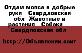 Отдам мопса в добрые руки - Свердловская обл. Животные и растения » Собаки   . Свердловская обл.
